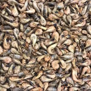 Crevettes grises (100 gr) *